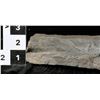 Image 2 : Crinoid Fossil Plate  [150902]