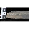 Image 2 : Crinoid Fossil Plate  [150903]