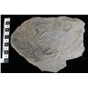 Image 1 : Crinoid Fossil Plate  [150951]