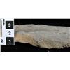 Image 2 : Crinoid Fossil Plate  [150951]