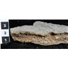 Image 2 : Crinoid Fossil Plate  [150958]