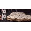 Image 2 : Crinoid Fossil Plate  [149393]