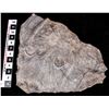 Image 1 : Crinoid Fossil Plate  [149401]