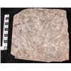 Image 1 : Crinoid Fossil Plate  [149392]