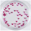 Image 1 : Rubies  [140173]