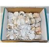 Image 1 : BOX OF VINTAGE SHELLS OF ALL DIFFERENT STYLES