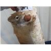 Image 3 : Mounted Squirrel