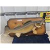 Image 1 : Pickeral Fish Mount 27" Long