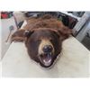 Image 2 : Tanned Brown Bear Rug - Spread Out 48" x 60"