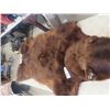 Image 3 : Tanned Brown Bear Rug - Spread Out 48" x 60"