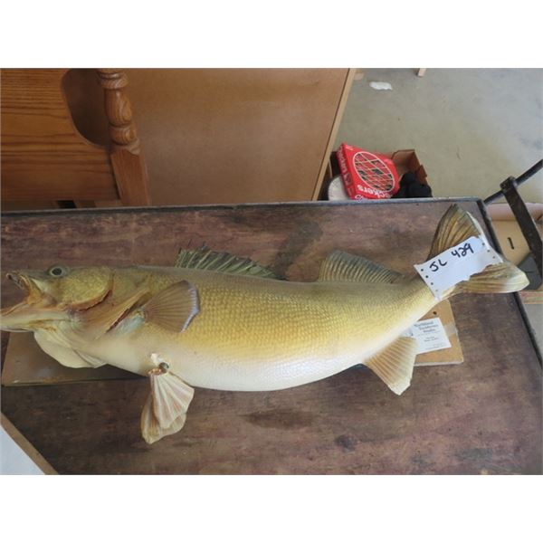 Walleye Mount