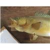 Image 2 : Walleye Mount