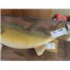 Image 3 : Walleye Mount