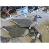 Image 2 : 5 Canadian Goose Decoys