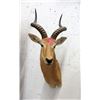 Image 1 : Genuine African Taxidermy Trophy Head