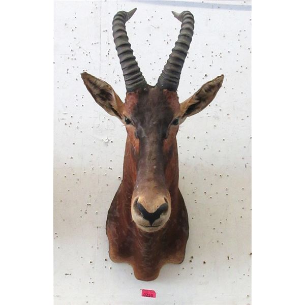 Genuine African Taxidermy Trophy Head