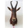 Image 1 : Genuine African Taxidermy Trophy Head