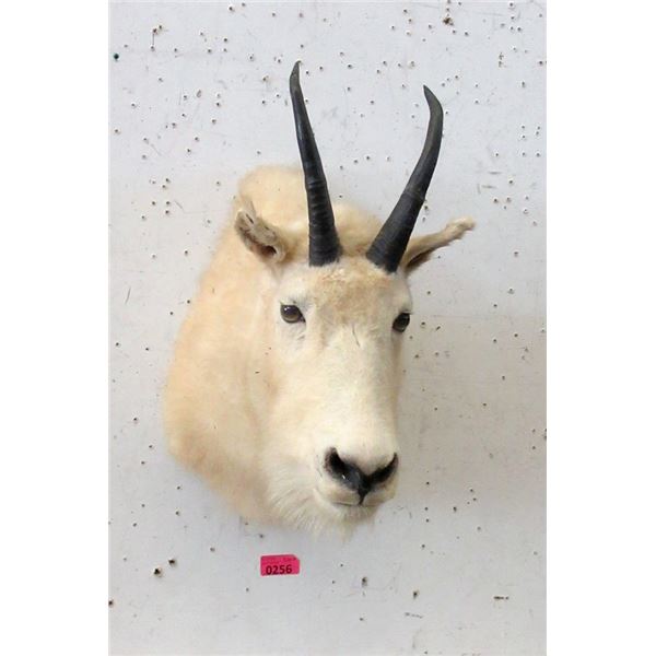 Canadian Mountain Goat Taxidermy Trophy Head