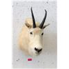 Image 1 : Canadian Mountain Goat Taxidermy Trophy Head