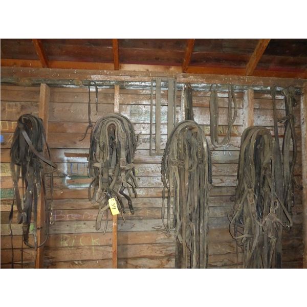 HARNESS AND REINS