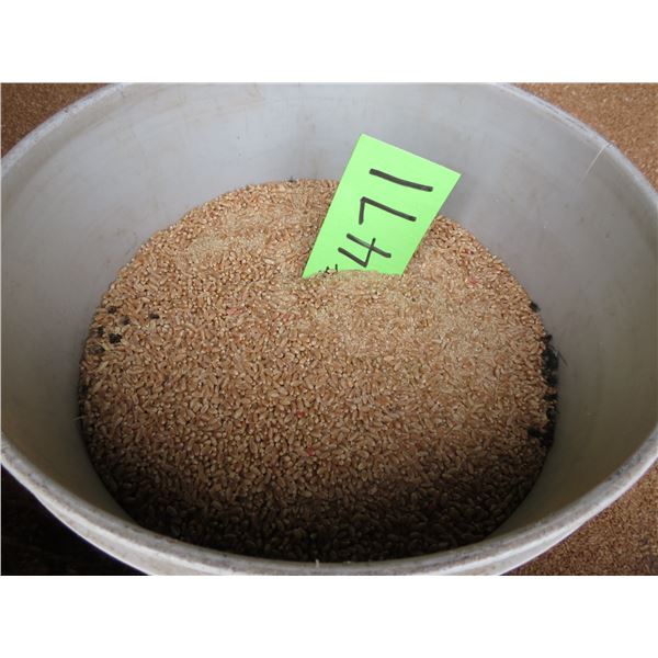 APPROX. 30- BUSHELS OF WHEAT (SELLING BY THE PILE, BUYER TO LOAD)
