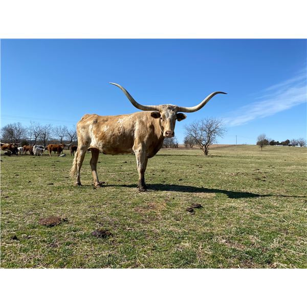 LWR TOP GUN BELLE STAR