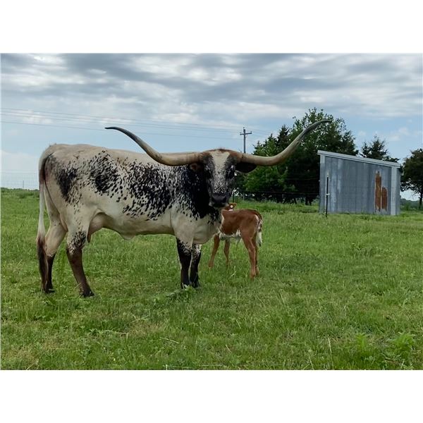 OHL MOLLIE'S IDENTITY