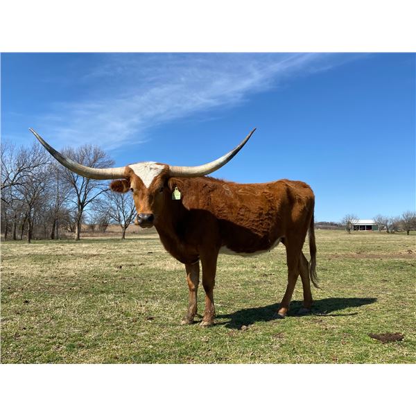 DC ROWDY'S ROYAL (ROSIE)