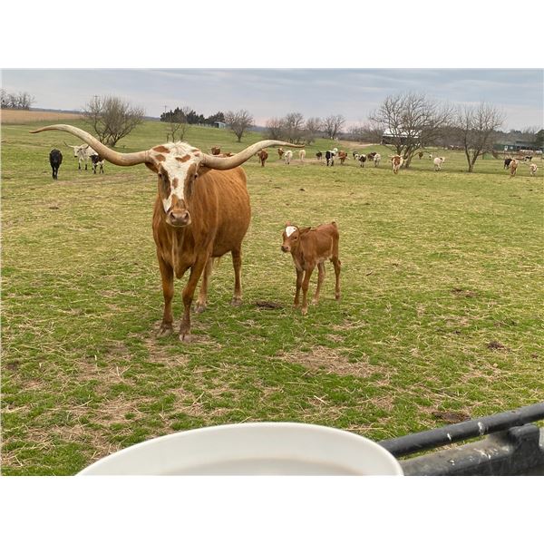 OHL BALDIE'S IDENTITY