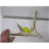 Image 1 : CARVED EAGLE HEAD ANTLER