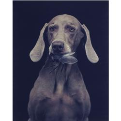 William Wegman Housefly