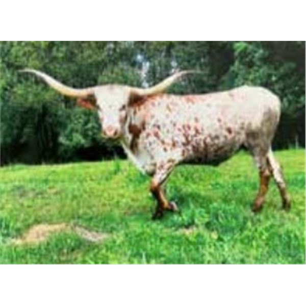 LL Majestic Patty P