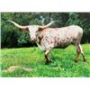 Image 1 : LL Majestic Patty P