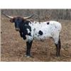 Image 1 : MM Dutchess Sweet Profit