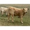 Image 1 : MacMillan Farming Co. - 400# Steer Calves - 200 Head (Cayley, AB)