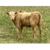 Image 2 : MacMillan Farming Co. - 400# Steer Calves - 200 Head (Cayley, AB)
