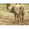 Image 8 : MacMillan Farming Co. - 400# Steer Calves - 200 Head (Cayley, AB)