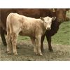 Image 1 : MacMillan Farming Co. - 380# Heifer Calves - 200 Head (Cayley, AB)
