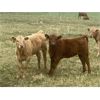 Image 6 : MacMillan Farming Co. - 380# Heifer Calves - 200 Head (Cayley, AB)