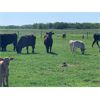 Image 3 : Rick Ross - 32 Black Angus 2nd Calf Pairs (Langham, SK)