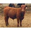 Image 3 : WJ Feeders - 900# Steers - 185 Head (Tempest, AB)