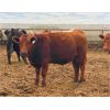 Image 6 : WJ Feeders - 900# Steers - 185 Head (Tempest, AB)