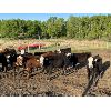 Image 4 : Brush Hills Ranch - 670# Heifers - 61 Head (Bentley, AB)