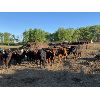 Image 5 : Brush Hills Ranch - 670# Heifers - 61 Head (Bentley, AB)