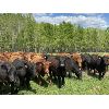 Image 1 : Cunningham Cattle Co. - 850# Steers - 55 Head (Sundre, AB)