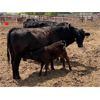 Image 10 : Dwayne & Megan Schwengler - 18 Black Angus X 1st Calf Pairs (Beiseker, AB)