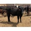 Image 11 : Dwayne & Megan Schwengler - 18 Black Angus X 1st Calf Pairs (Beiseker, AB)