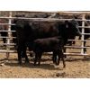 Image 12 : Dwayne & Megan Schwengler - 18 Black Angus X 1st Calf Pairs (Beiseker, AB)