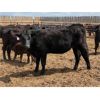 Image 8 : Dwayne & Megan Schwengler - 18 Black Angus X 1st Calf Pairs (Beiseker, AB)