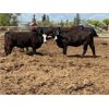 Image 14 : Dwayne & Megan Schwengler - 18 Black Angus X 1st Calf Pairs (Beiseker, AB)